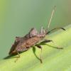 Coreus marginatus